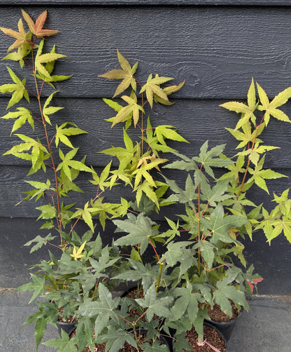 Mystic Jewel Japanese Maple Tree, Heat Tolerant Acer Oliverianum - Live Plant