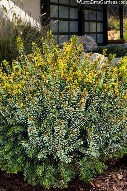 Peve Tinj Golden Serbian Spruce, Dwarf Collector Conifer Tree  - Live Plant