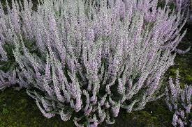 Silver Knight Heather, Lavender Blooms, Hardy Evergreen Shrub - Live Plant