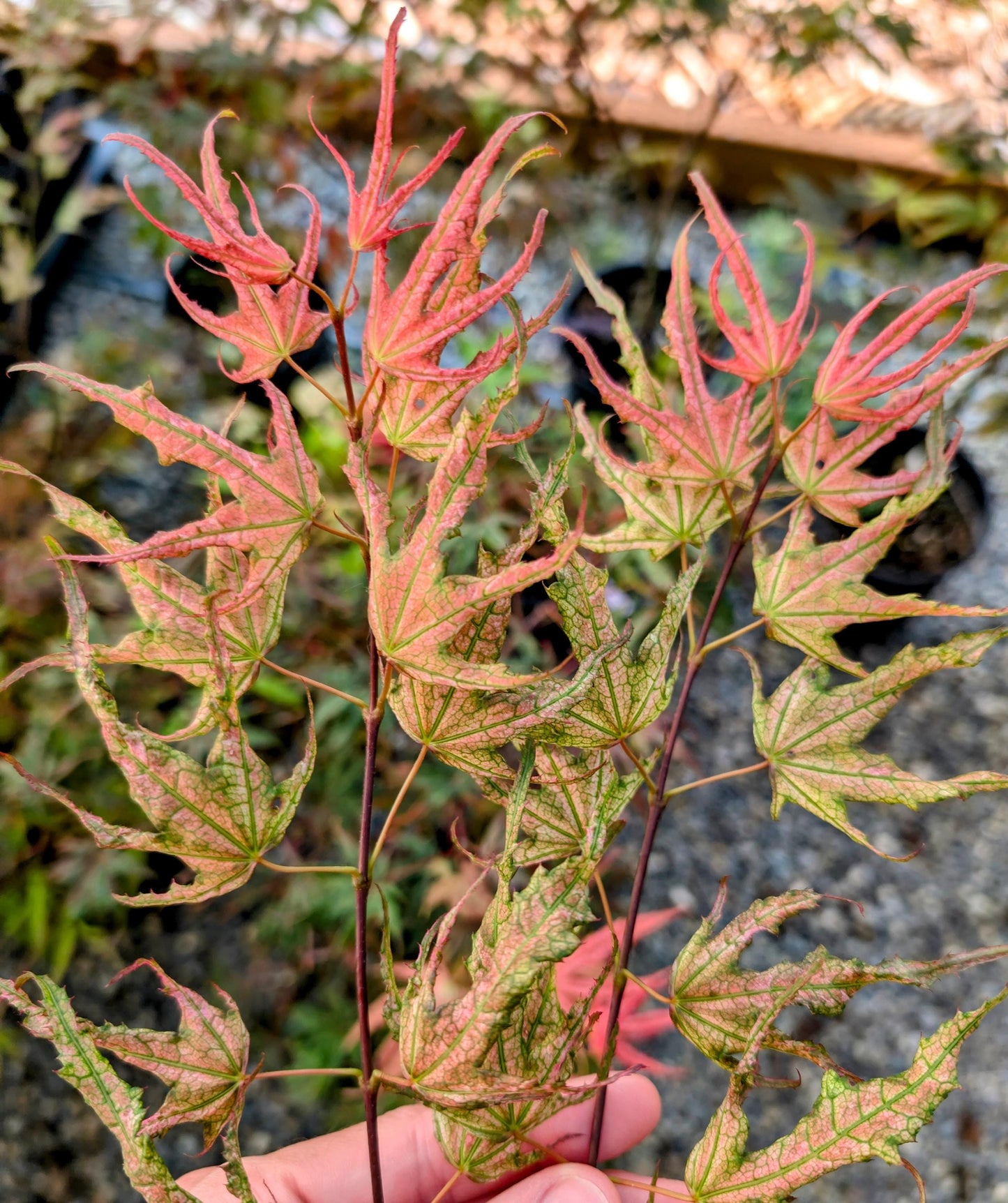 Olsen's Frosted Strawberry Japanese Maple, Rare Pink Ornamental Tree - Live Plant