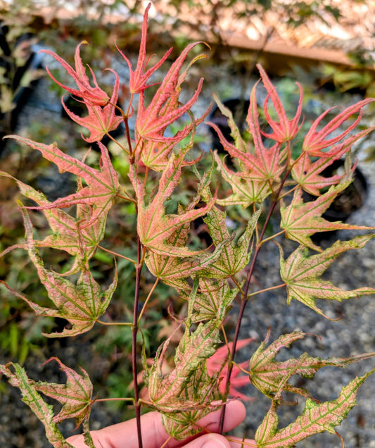 Olsen's Frosted Strawberry Japanese Maple, Rare Pink Ornamental Tree - Live Plant