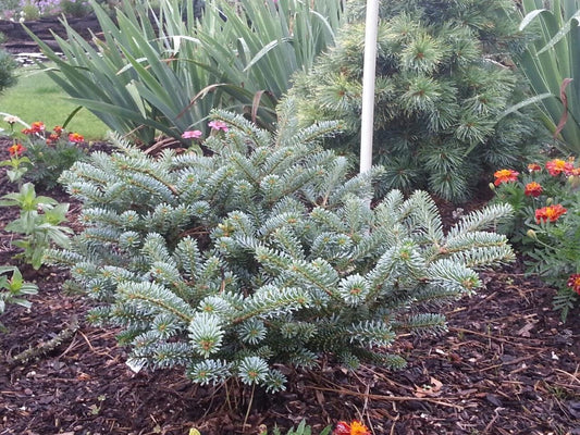 Blue Emperor Korean Fir, Rare Dwarf Blue Collector Conifer - Live Plant
