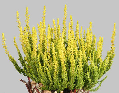 Zeta Golden Scotch Heather, Calluna Vulgaris Evergreen Shrub - Live Plant