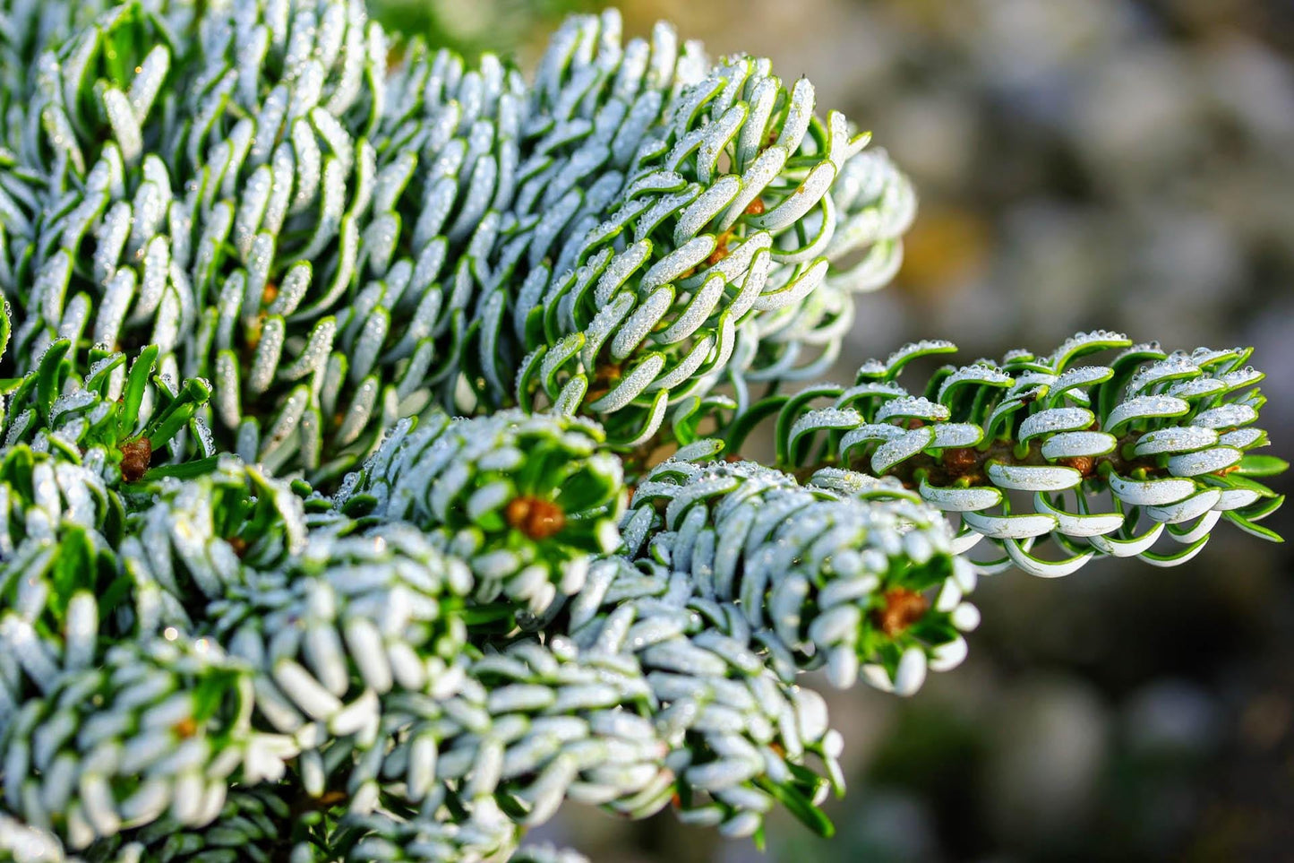 Kohout's Ice Breaker Korean Fir, Dwarf Evergreen Conifer, Collector Tree - Live Plant