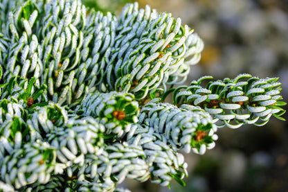 Kohout's Ice Breaker Korean Fir, Dwarf Evergreen Conifer, Collector Tree - Live Plant