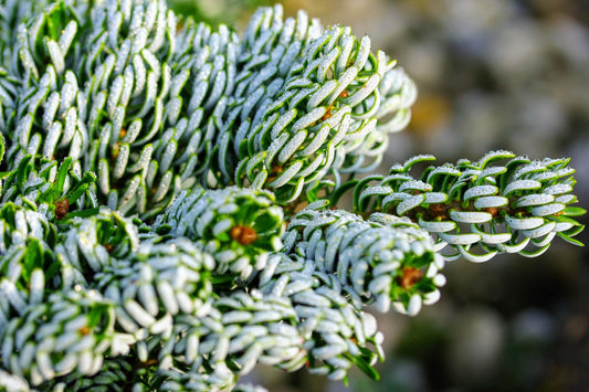 Kohout's Ice Breaker Korean Fir, Dwarf Evergreen Conifer, Collector Tree - Live Plant