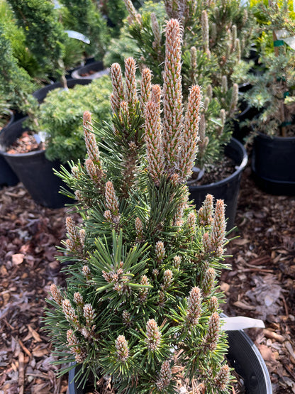 Kotobuki Dwarf Japanese Black Pine, Bonsai Starter Conifer Tree - Live Plant