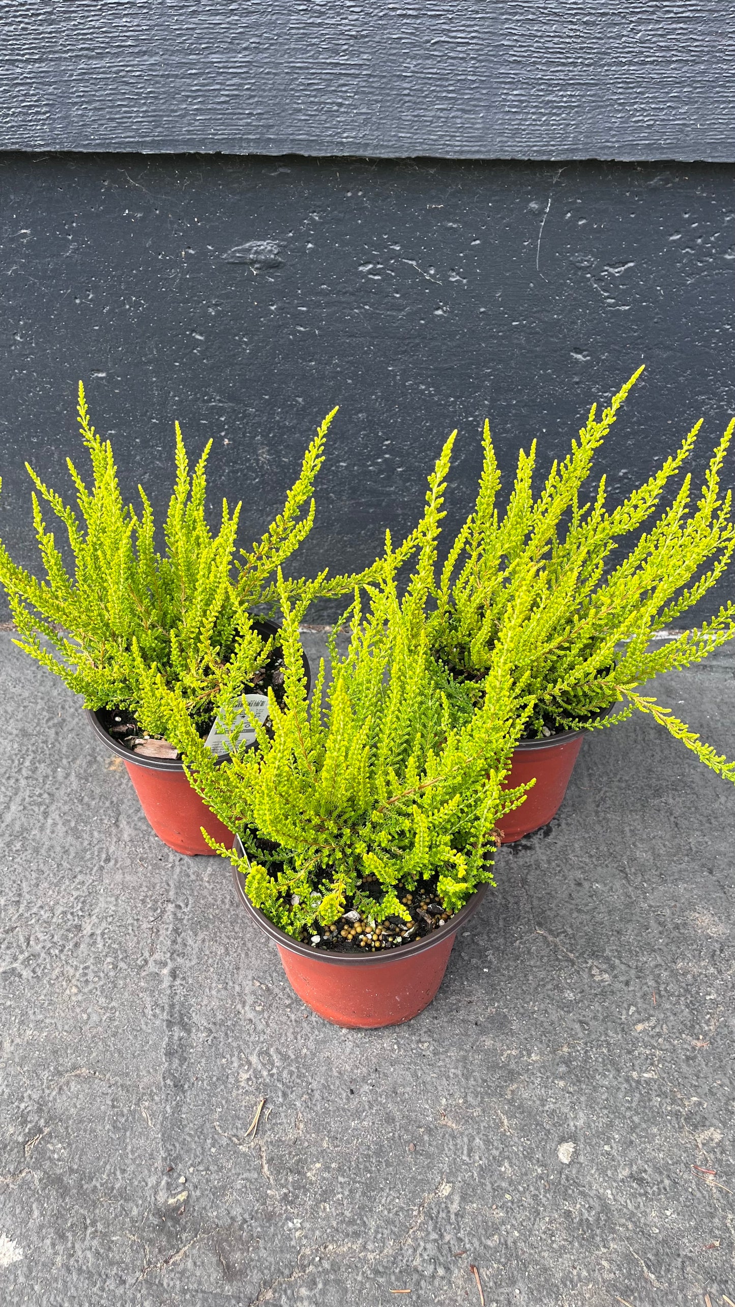 Zeta Golden Scotch Heather, Calluna Vulgaris Evergreen Shrub - Live Plant