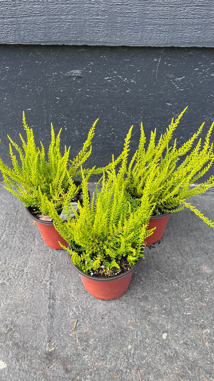 Zeta Golden Scotch Heather, Calluna Vulgaris Evergreen Shrub - Live Plant
