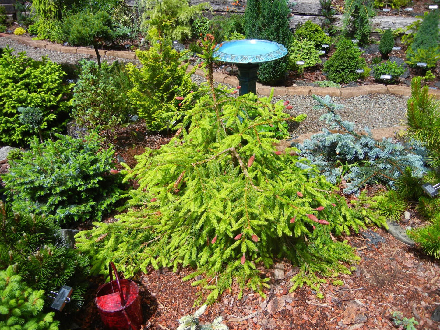 Catharine's Golden Heart Rare Golden Norway Spruce, Weeping Conifer - Live Plant