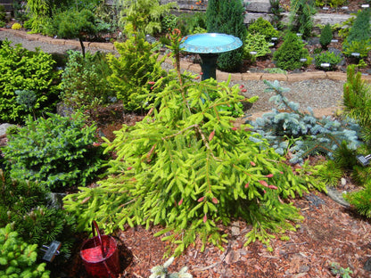 Catharine's Golden Heart Rare Golden Norway Spruce, Weeping Conifer - Live Plant