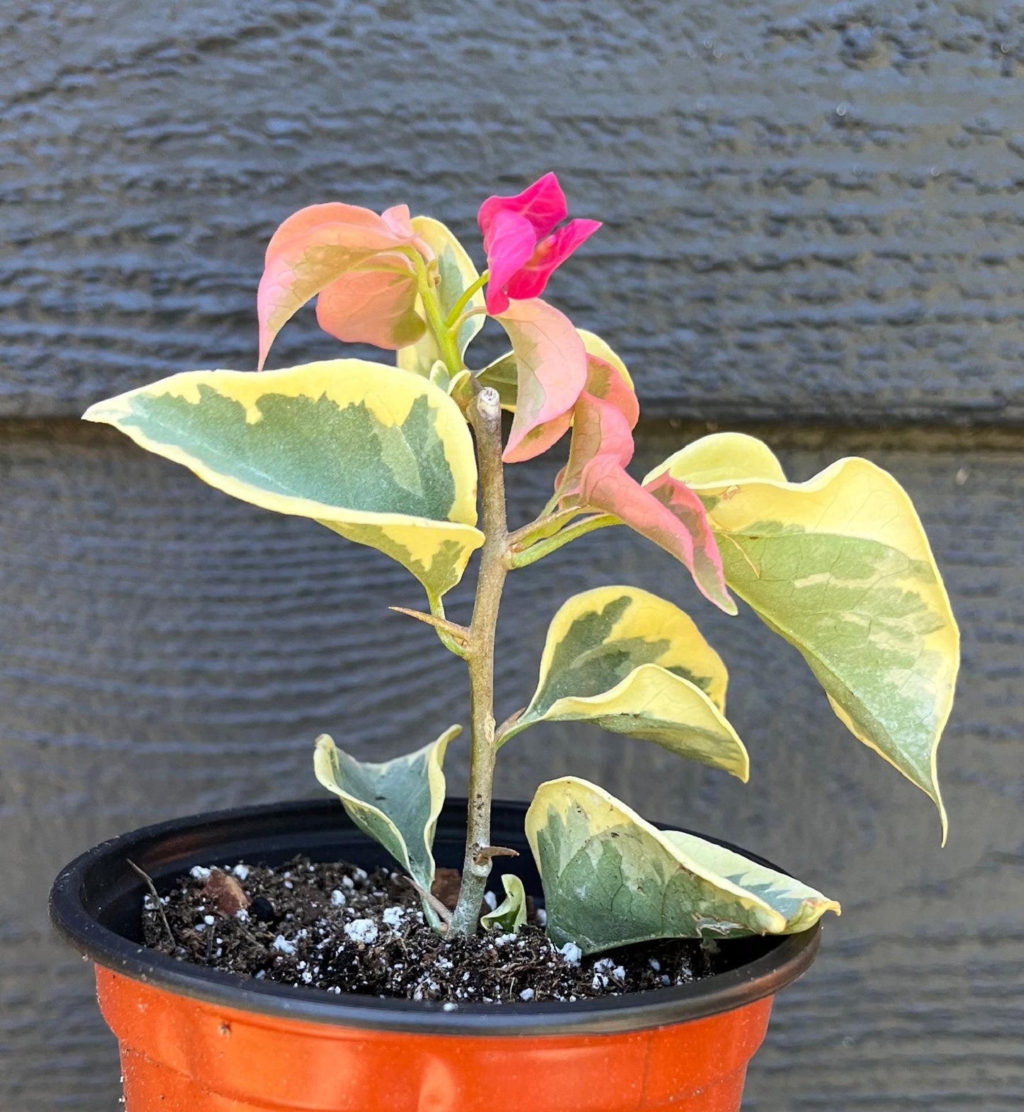 Raspberry Ice Variegated Bougainvillea Pink Flowering Vine - Live Plant