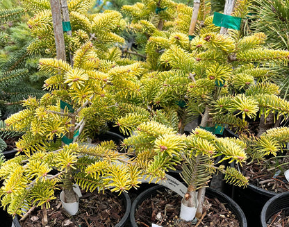 Golden Spreader Nordmann Fir, Low Spreading Dwarf Golden Conifer - Live Plant