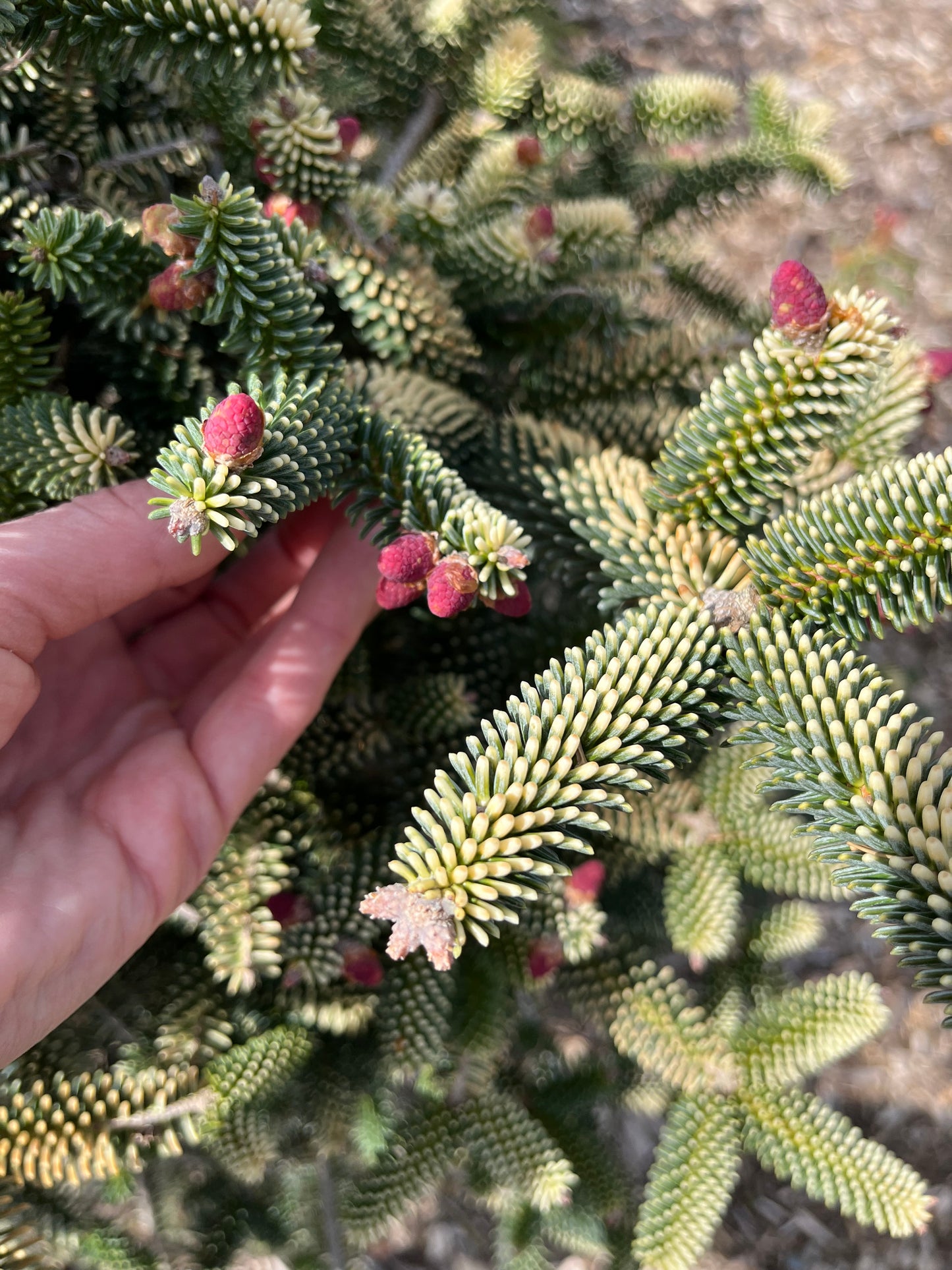 Aurea Golden Spanish Fir Abies Pinsapo, Rare Evergreen Collector Conifer - Live Plant