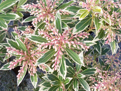 Flaming Silver Variegated Lily Of The Valley, Flowering Evergreen Shrub - Live Plant