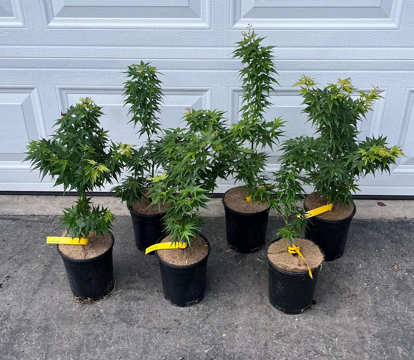 Mikawa Kaen Rare Dwarf Japanese Maple, Mikawa Family Collection - Live Plant