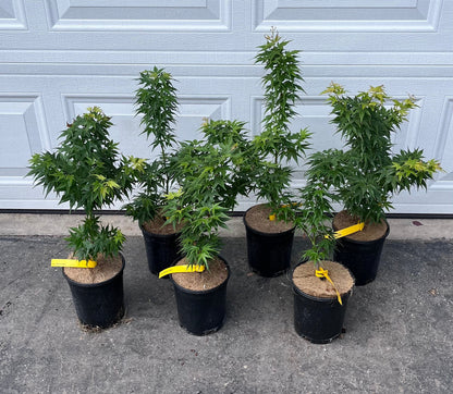 Mikawa Kaen Rare Dwarf Japanese Maple, Mikawa Family Collection - Live Plant