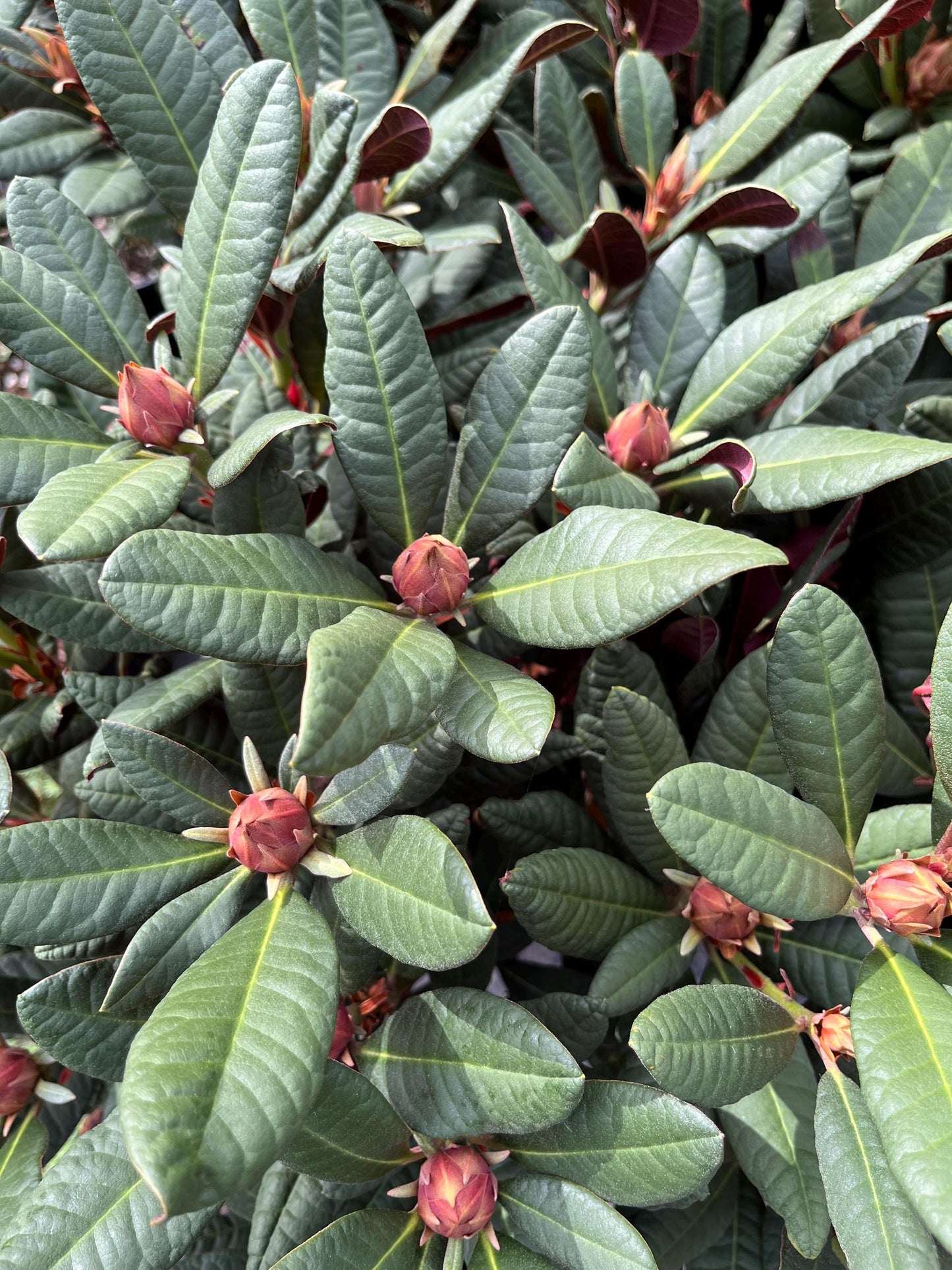 Wine and Roses Rhododendron, Dwarf Evergreen Flowering Shrub, Cold Hardy - Live Plant