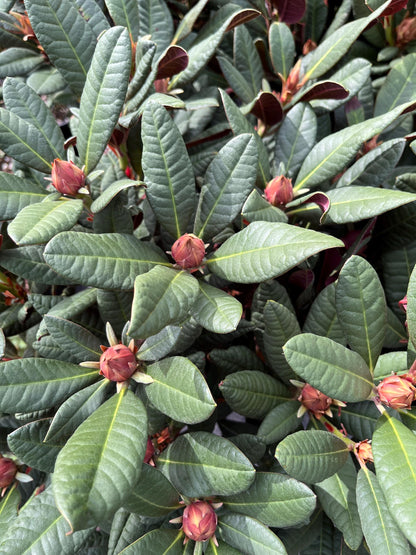 Wine and Roses Rhododendron, Dwarf Evergreen Flowering Shrub, Cold Hardy - Live Plant