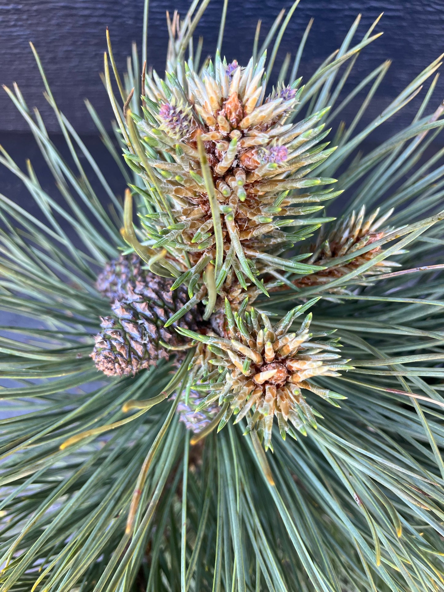 Dusty Blue Rare Dwarf Ponderosa Pine Collector Conifer - Live Plant