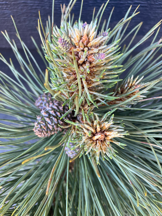 Dusty Blue Rare Dwarf Ponderosa Pine Collector Conifer - Live Plant