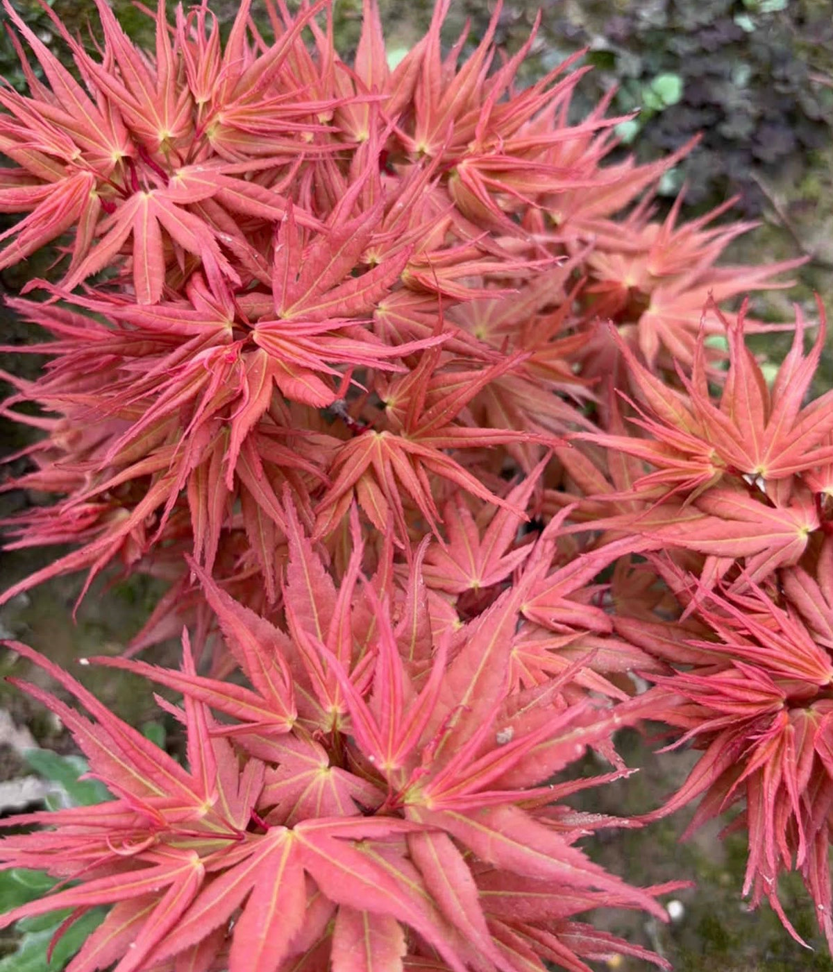Red Mikawa RARE Japanese Maple, Mikawa Family Collection GRAFTED - Live Plant