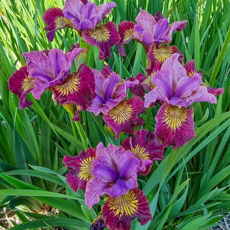 Miss Apple Siberian Iris, Magenta-Purple Award Winning Perennial - Live Plant