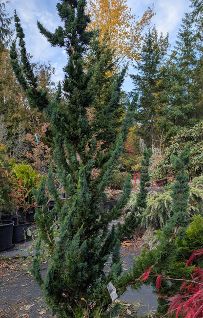 Wissel's Saguaro Rare Lawson Cypress, Blue-Green Evergreen Tree - Live Plant