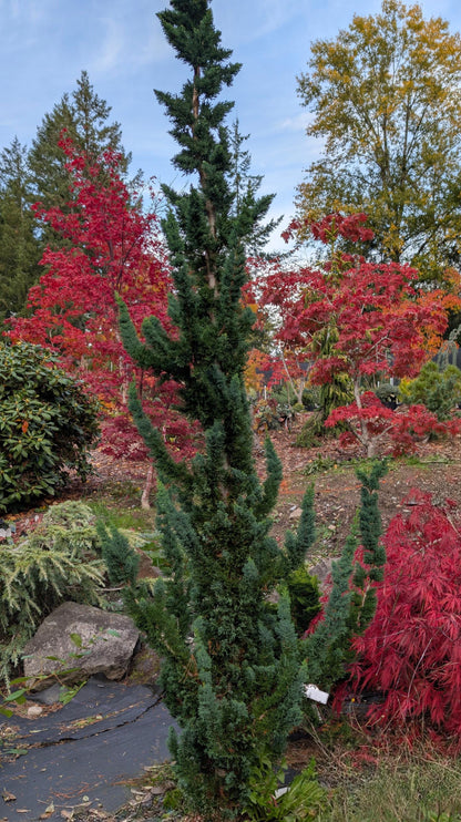 Wissel's Saguaro Rare Lawson Cypress, Blue-Green Evergreen Tree - Live Plant