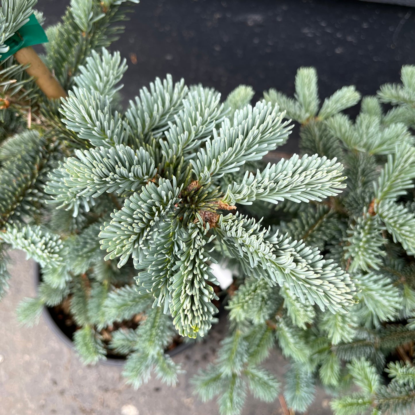 Tyler Blue Rare Dwarf Blue Balsam Fir Tree - Live Plant