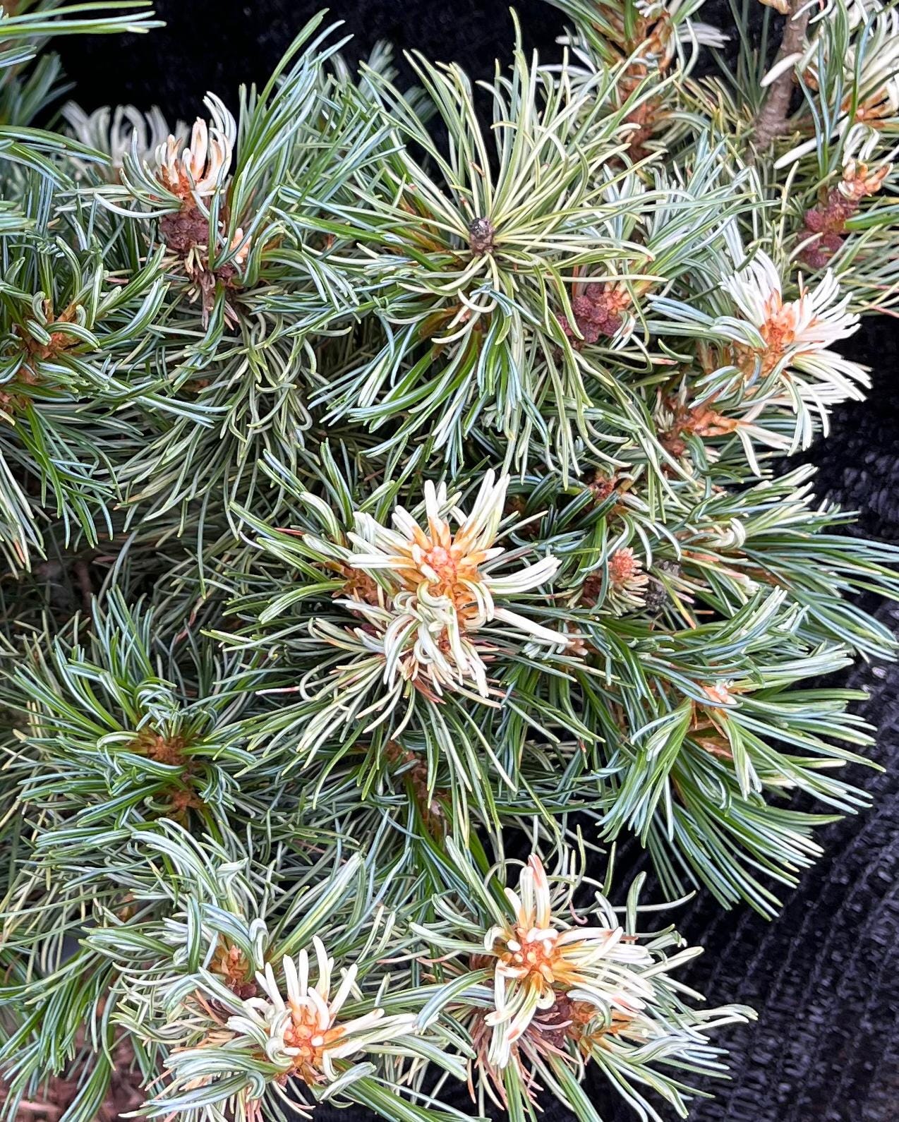 Tanima No Yuki Variegated Japanese White Pine, Rare Collector Conifer - Live Plant