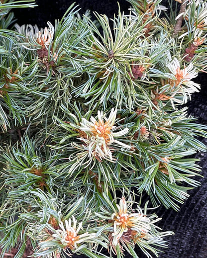 Tanima No Yuki Variegated Japanese White Pine, Rare Collector Conifer - Live Plant
