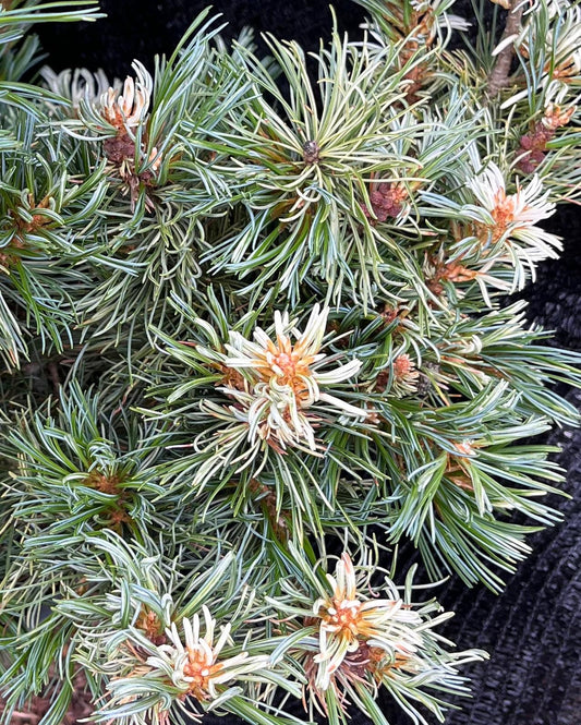 Tanima No Yuki Variegated Japanese White Pine, Rare Collector Conifer - Live Plant