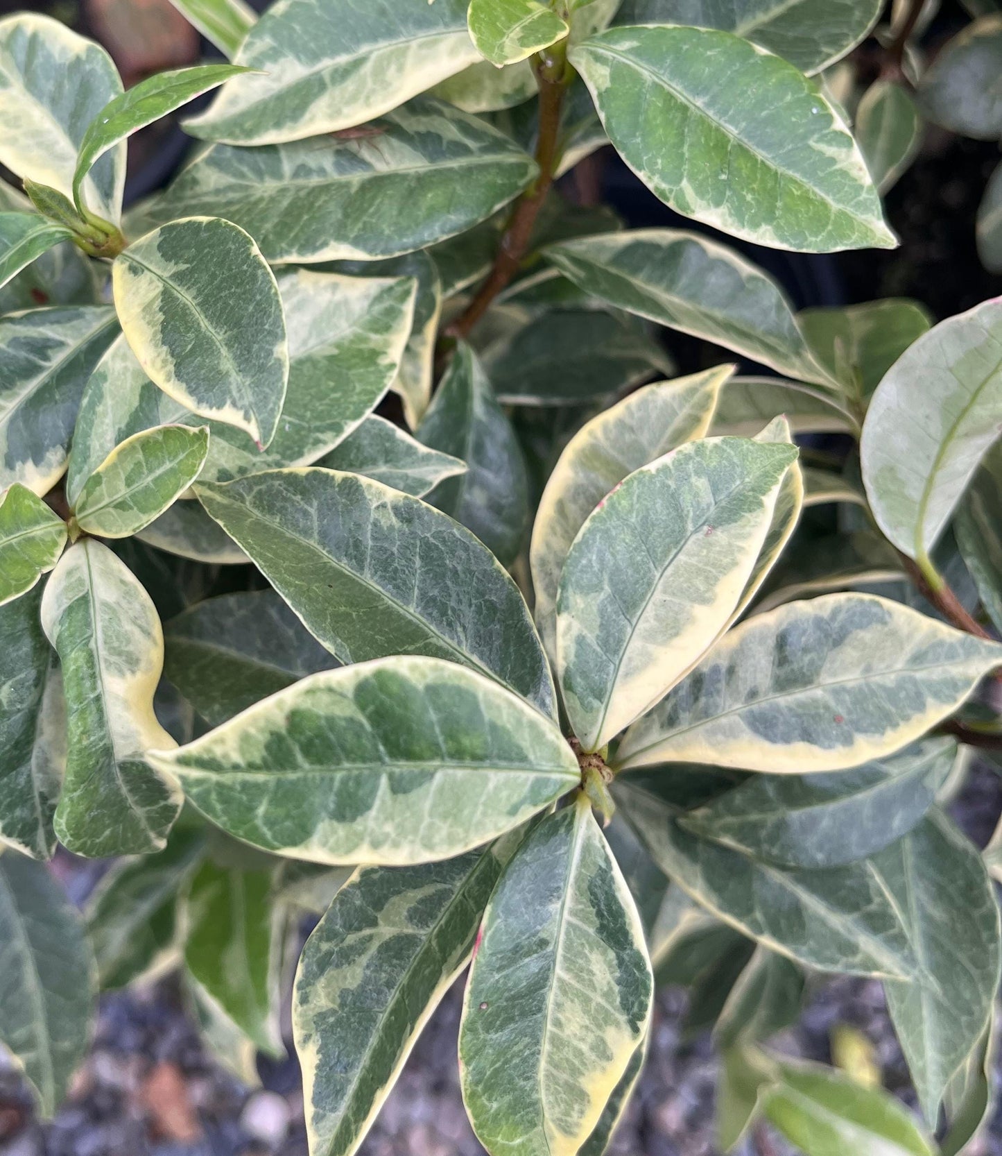 Variegated Jasmine Fragrant Flowering Shrub Vine - Live Plant