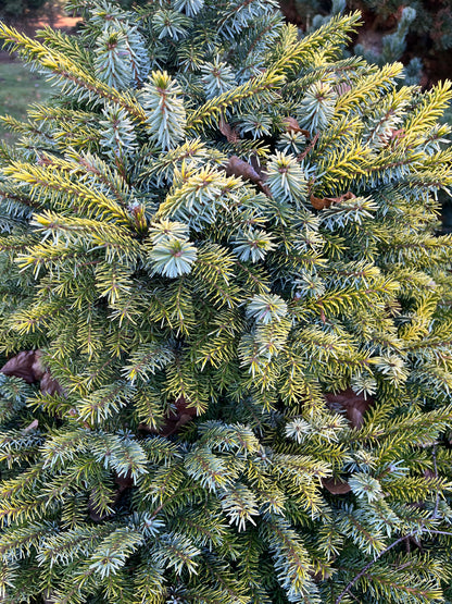 Peve Tinj Golden Serbian Spruce, Dwarf Collector Conifer Tree  - Live Plant