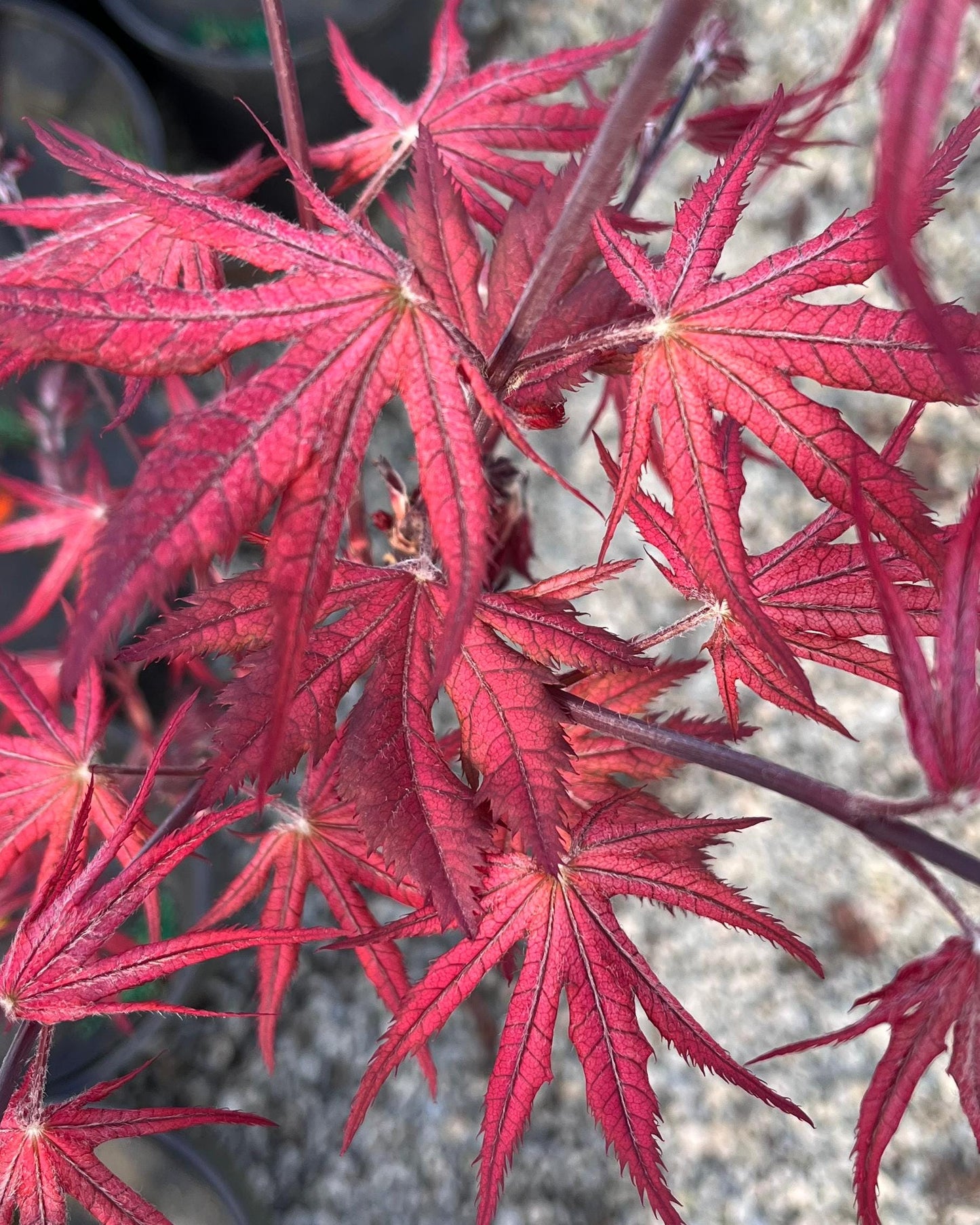 Celebration Rare Pink Variegated Japanese Maple Acer Palmatum Tree - Live Plant