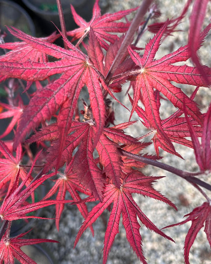 Celebration Rare Pink Variegated Japanese Maple Acer Palmatum Tree - Live Plant