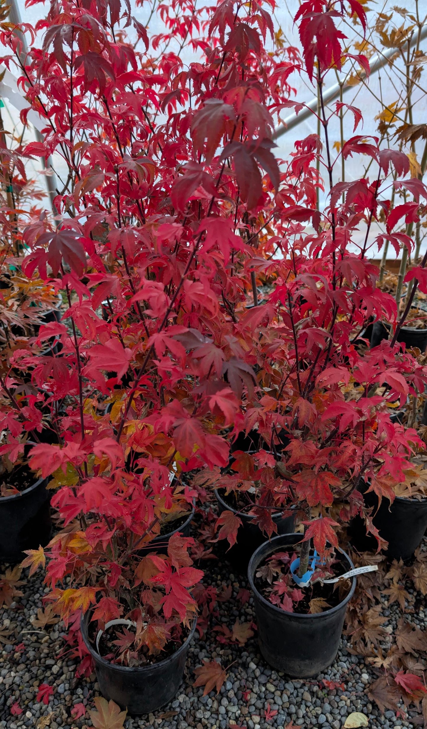 Ruslyn In The Pink Japanese Maple, Dwarf Compact Ornamental Acer Palmatum - Live Plant