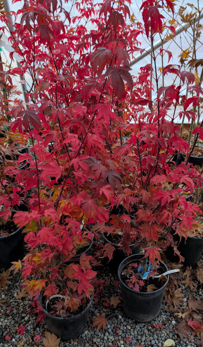 Ruslyn In The Pink Japanese Maple, Dwarf Compact Ornamental Acer Palmatum - Live Plant