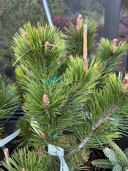 Bosnian Sunrise Rare Dwarf Bosnian Pine Conifer Tree - Live Plant
