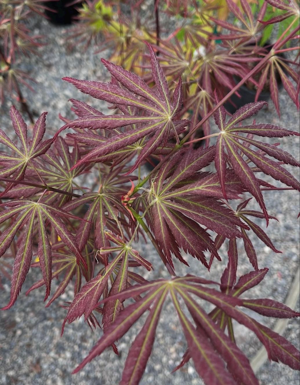 Bronze Age Japanese Maple, Rare Full Moon Acer Palmatum Dwarf Tree - Live Plant
