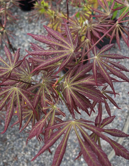 Bronze Age Japanese Maple, Rare Full Moon Acer Palmatum Dwarf Tree - Live Plant