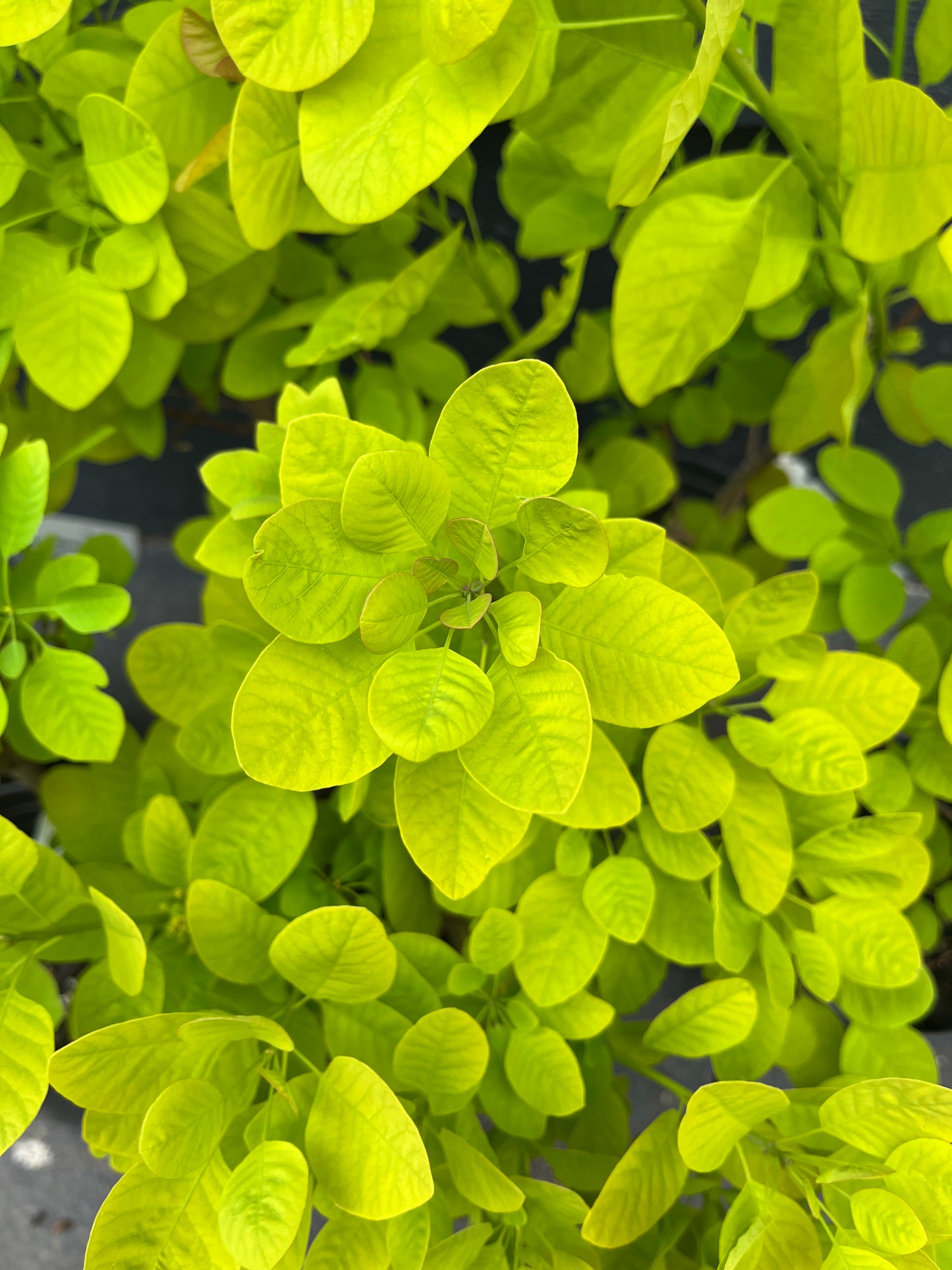 Ancot Golden Spirit Cotinus Coggygria Golden Smoke Bush Tree - Live Plant
