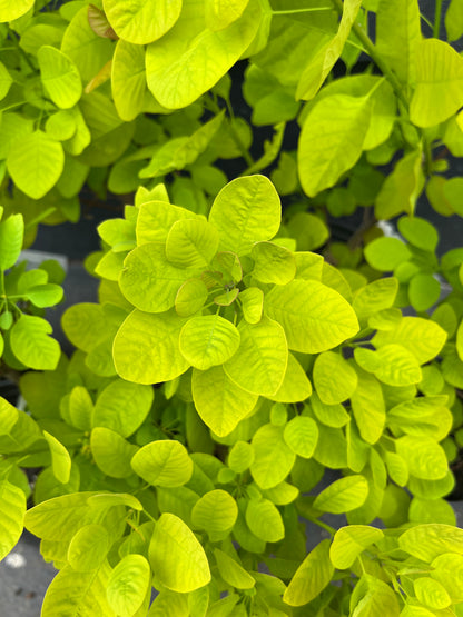 Ancot Golden Spirit Cotinus Coggygria Golden Smoke Bush Tree - Live Plant