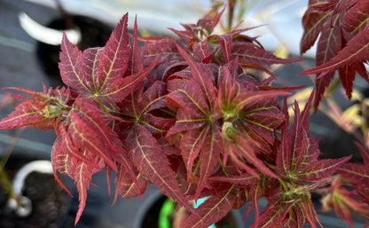 Kurenai Jishi Japanese Maple, Rare Red Lion's Head Acer Palmatum - Live Plant