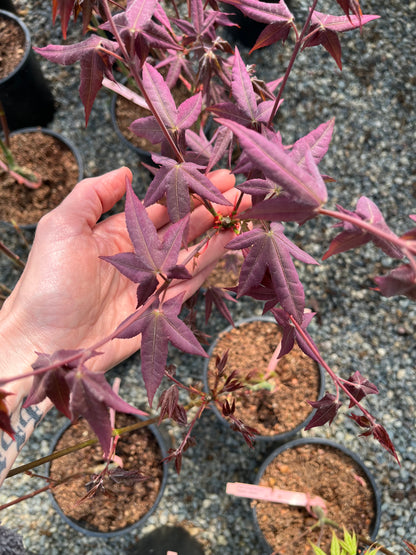 Mystic Jewel Japanese Maple Tree, Heat Tolerant Acer Oliverianum - Live Plant