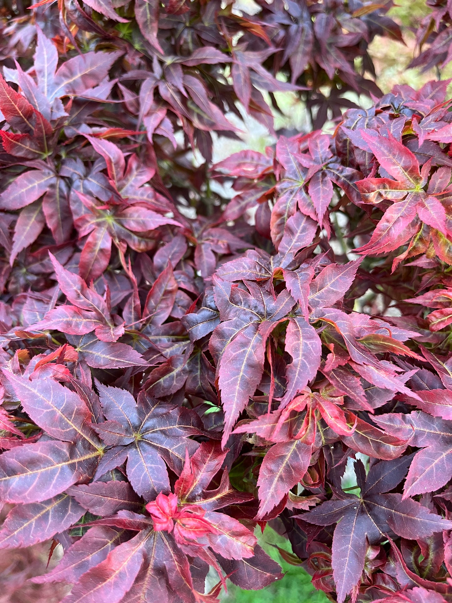 Kurenai Jishi Japanese Maple, Rare Red Lion's Head Acer Palmatum - Live Plant