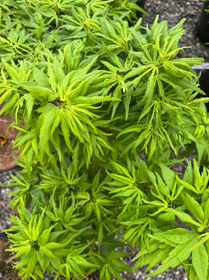 Catalina Yatsubusa Japanese Maple, Dwarf Variegated Mikawa Cultivar - Live Plant