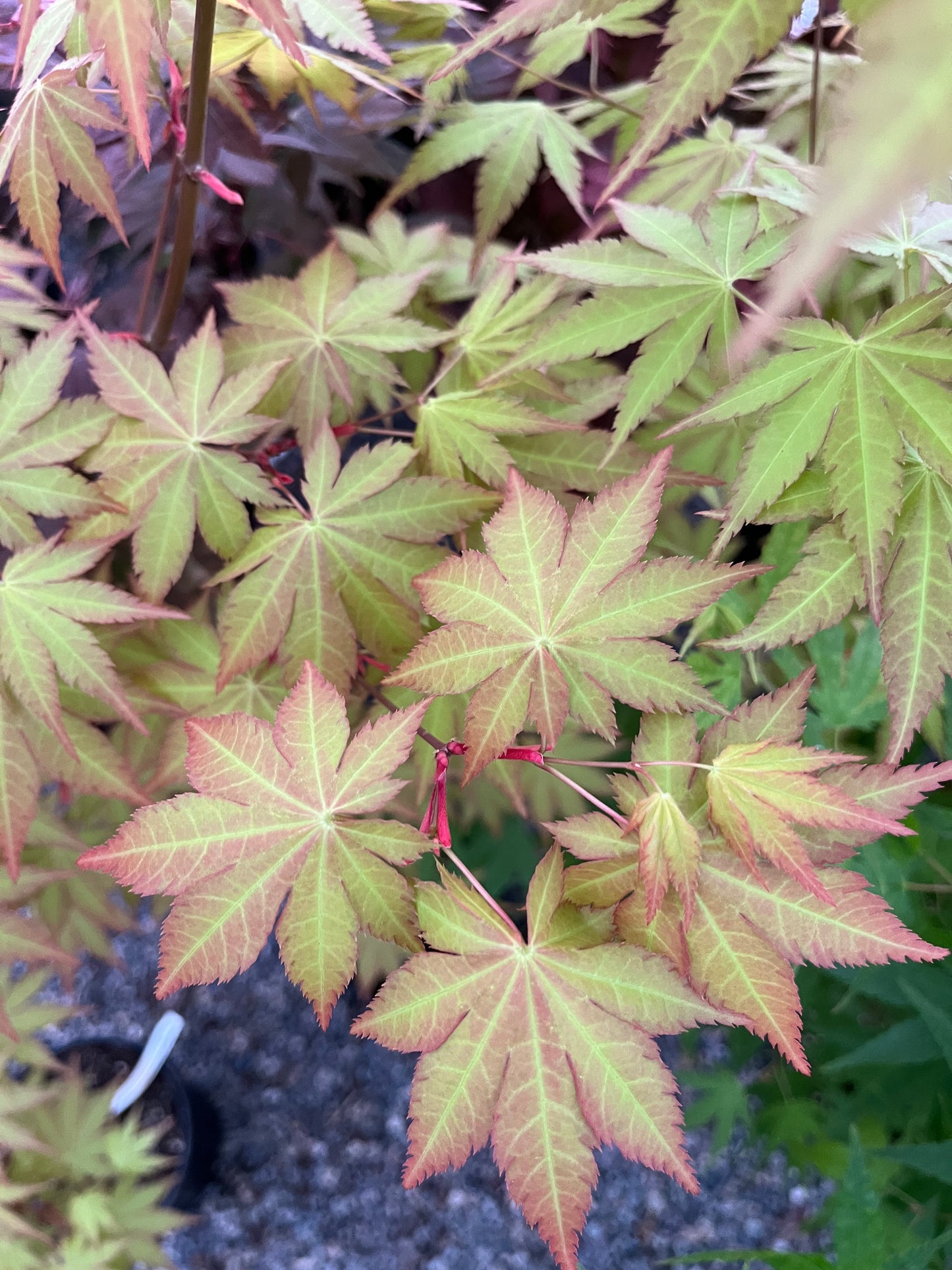 Sunny Dwarf Golden Full Moon Japanese Maple Tree - Live Plant
