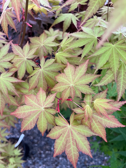 Sunny Dwarf Golden Full Moon Japanese Maple Tree - Live Plant